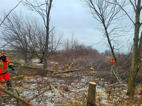 Local Tree Removal Companies 的图像结果