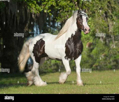 Gypsy Vanner Horse stallion Stock Photo - Alamy