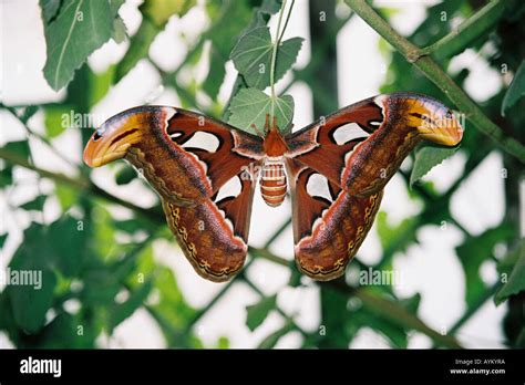 Image result for Large Moth