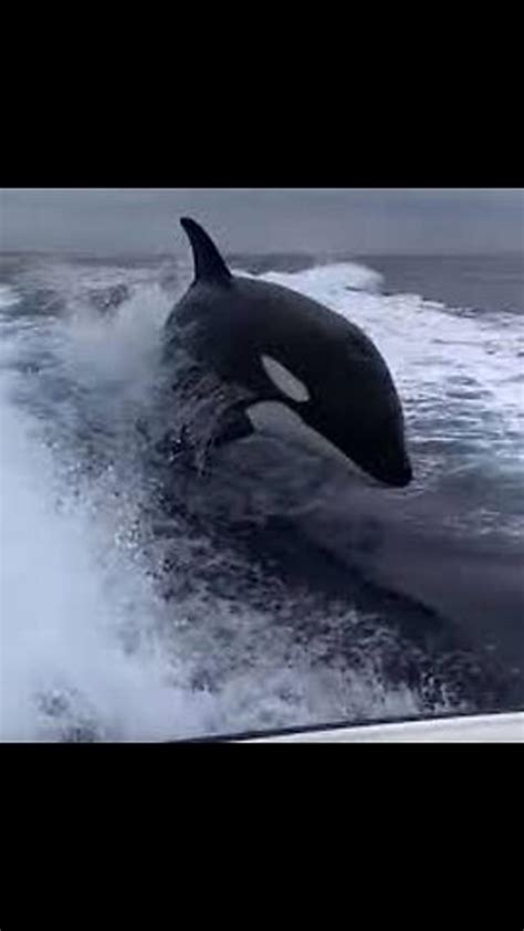 Speed Of Killer Whale