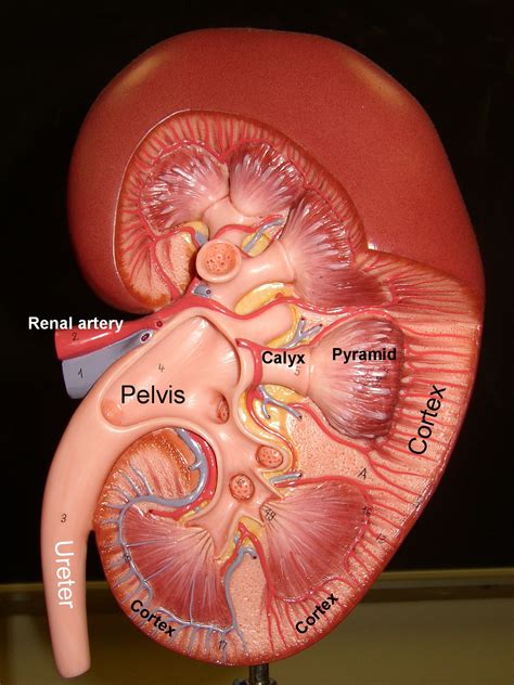 kidney | Medical anatomy, Kidney anatomy, Anatomy and physiology