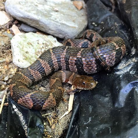 Northern Water Snake (Reptiles of Pennsylvania) · BioDiversity4All
