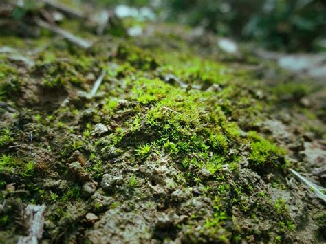 苔藓怎么种在石头上 - 花百科