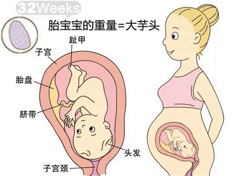 孕期麻麻|孕32周胎儿发育和妈妈变化，接好孕！
