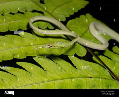 Asian vine snakes hi-res stock photography and images - Alamy