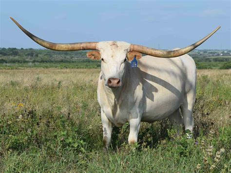 Rocking O Longhorns - texas longhorn cattle for sale Austin, Texas ...