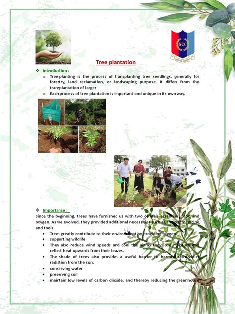 Image result for Tree-Planting Project