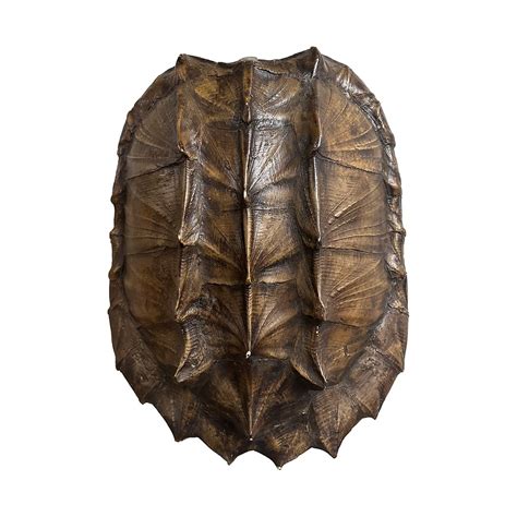 Image result for Turtle Shell Front Back