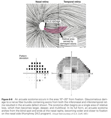 Image result for Visual Field Chart