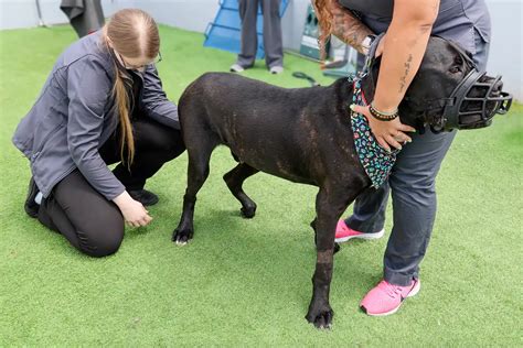 What We Know about Wobblers in Dogs | Southeast Veterinary Neurology