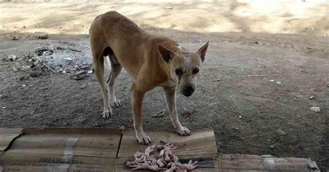 Maharashtra: At least 90 dogs found dead on road in Buldhana district ...