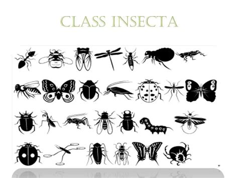 Image result for Class Insecta Real Life Examples