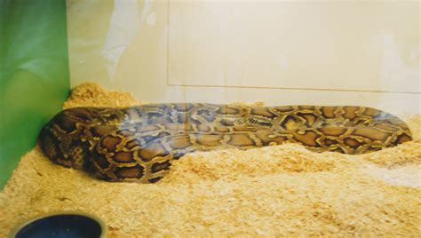 Image result for Python Lazy