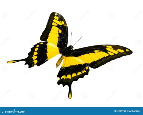 Butterfly yellow and black stock photo. Image of symbol - 4281956