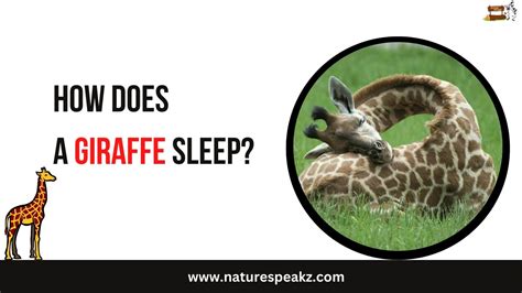 How does a giraffe sleep? - Facts & Details - Nature Speakz