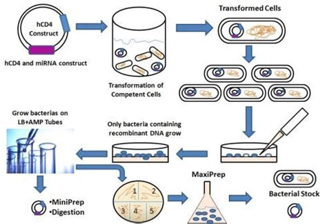 分子克隆和质粒载体构建服务-上海研谨生物科技有限公司
