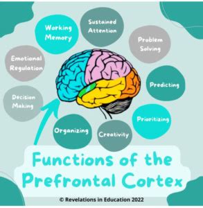 Prefrontal Cortex Function 的图像结果