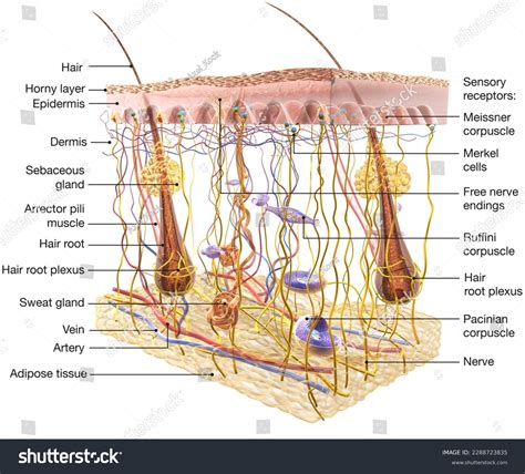 Root Hair Plexus
