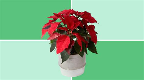Are poinsettias poisonous to dogs and cats? Symptoms and what to do.