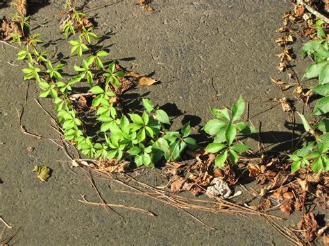 Is There A Poisonous Plant With Five Leaves at Sally Jason blog