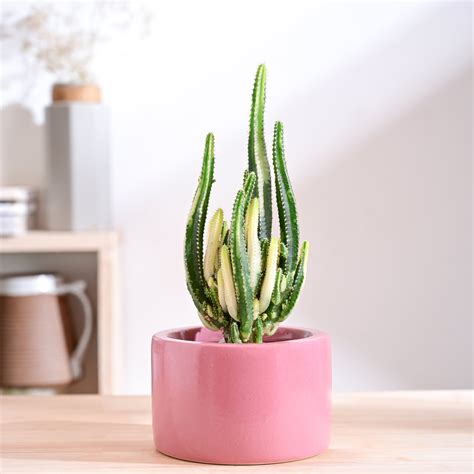 Lilac Stories Bowl Ceramic Planter – Ugaoo