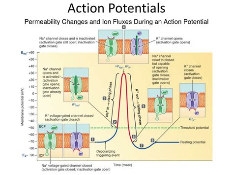 Image result for Action Potential