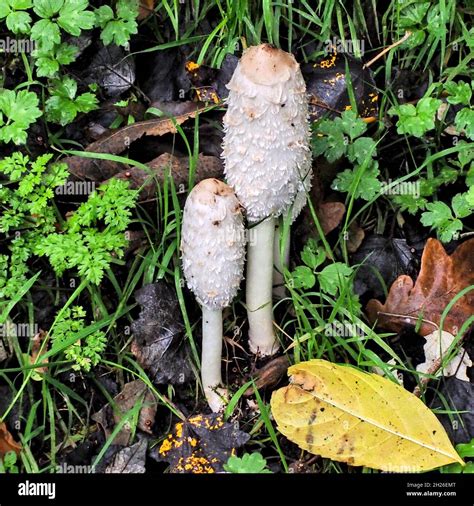 Shaggy Mane mushroom Stock Photo - Alamy