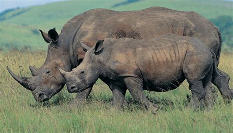 Rhino census in north West Bengal begins today | Environment News | Zee ...