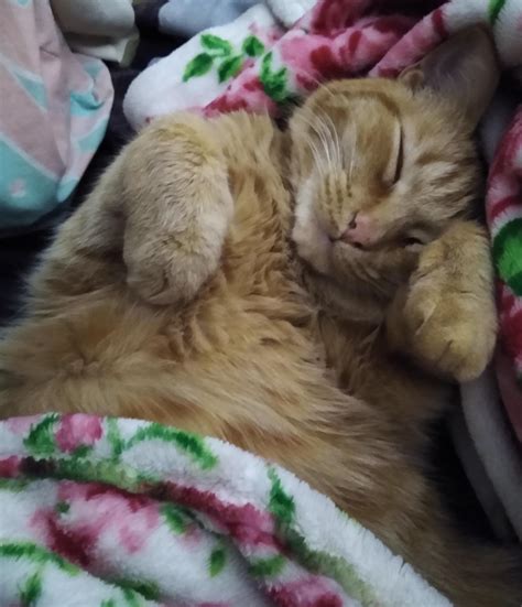 Image result for Cuddle Bug Meme