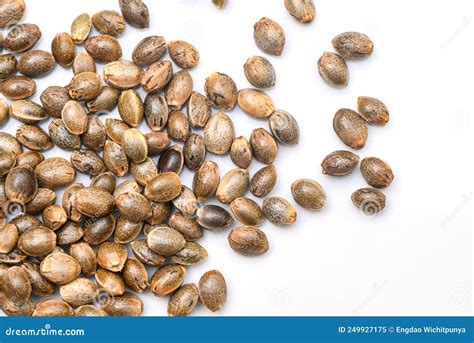 Marijuana Seed Breaks Through The Ground, Young Cannabis Sprout ...