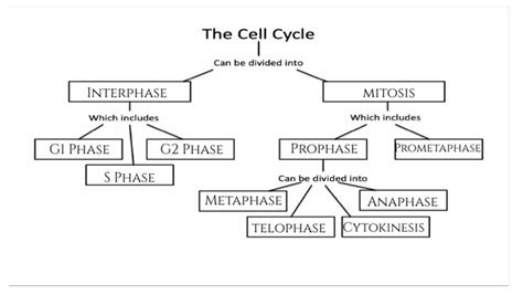 Cell Cycle Concept Map Biology 的图像结果
