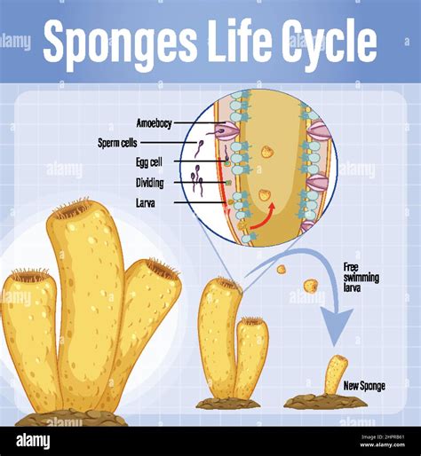 Diagram showing sponges life cycle illustration Stock Vector Image ...
