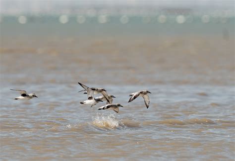 Photos Chine : oiseaux migrateurs au Fujian — Chine Informations
