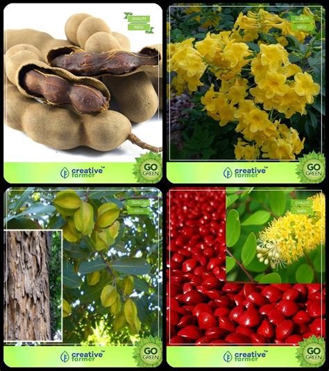 Creative Farmer Small Tree Seeds Tamarind,Tecoma Stans,Terminalia ...