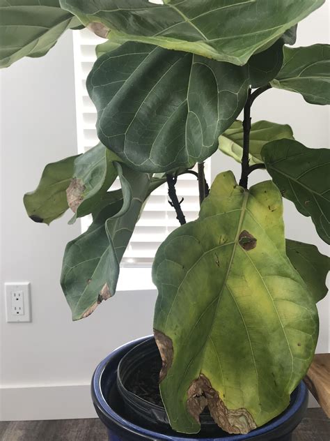 Indoor Fiddle Leaf Fig Winter Care Guide