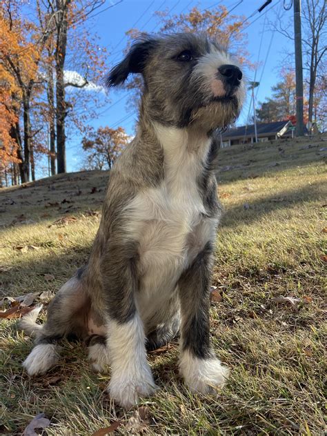 Pitbull Poodle Mix Puppies