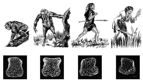 Human Backbone Evolution Chart 的图像结果
