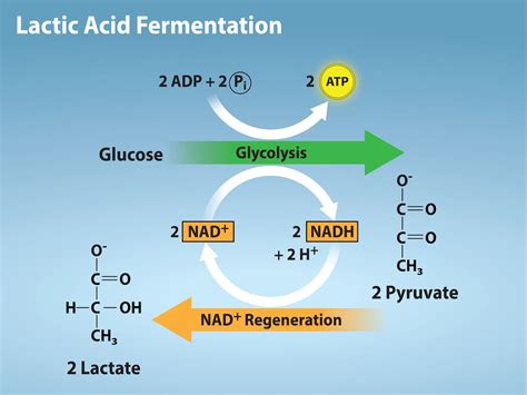 Lactic Acid Fermentation Diagram