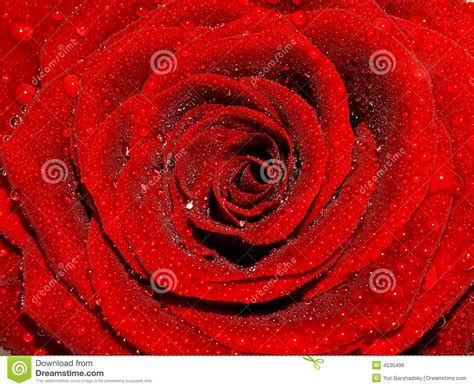 Rose stock photo. Image of petal, fresh, detail, botanical - 4535496