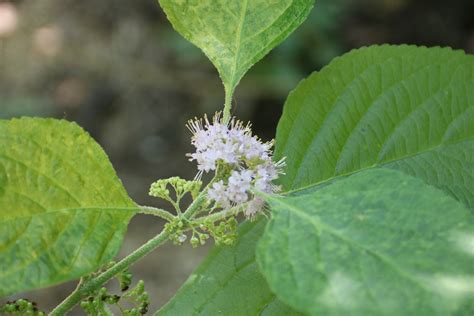 Community : The Garden Club of Houston