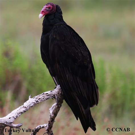 Turkey Vulture (Cathartes aura) - TUVU - species of vultures in north america
