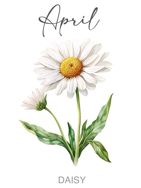 April watercolor Daisy birth month flower wall art print | Monat blumen ...