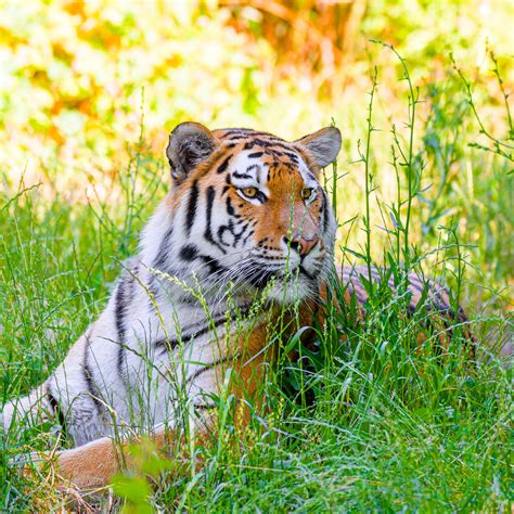 Download wallpaper 2780x2780 siberian tiger, tiger, predator, big cat ...