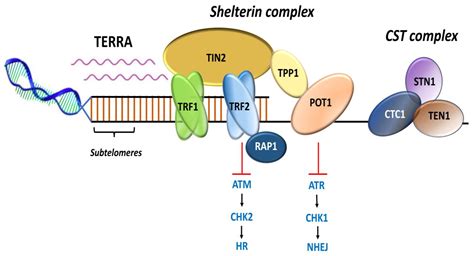 Telomeres and Telomere Length: A General Overview