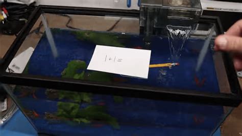 The William Osman Hamster/Fish Vest Is Already Bad Enough, But... : r ...