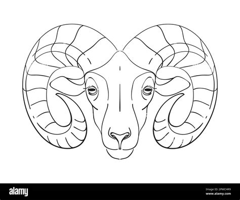 Bighorn Sheep Head Drawing