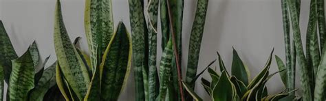 Fermosa Plants - Online Plants & Gardening Store – Fermosa plants