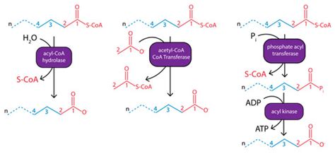 Processes | Special Issue : Advances in Microbial Fermentation Processes