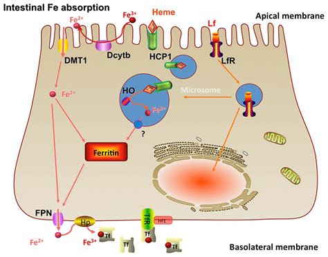 Iron metabolism and iron deficiency anemia in women - Fertility and Sterility