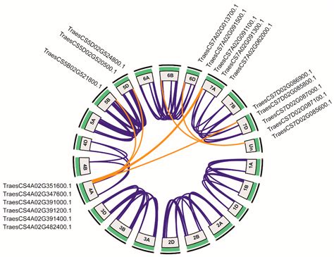 Characterization of the WAK Gene Family Reveals Genes for FHB ...